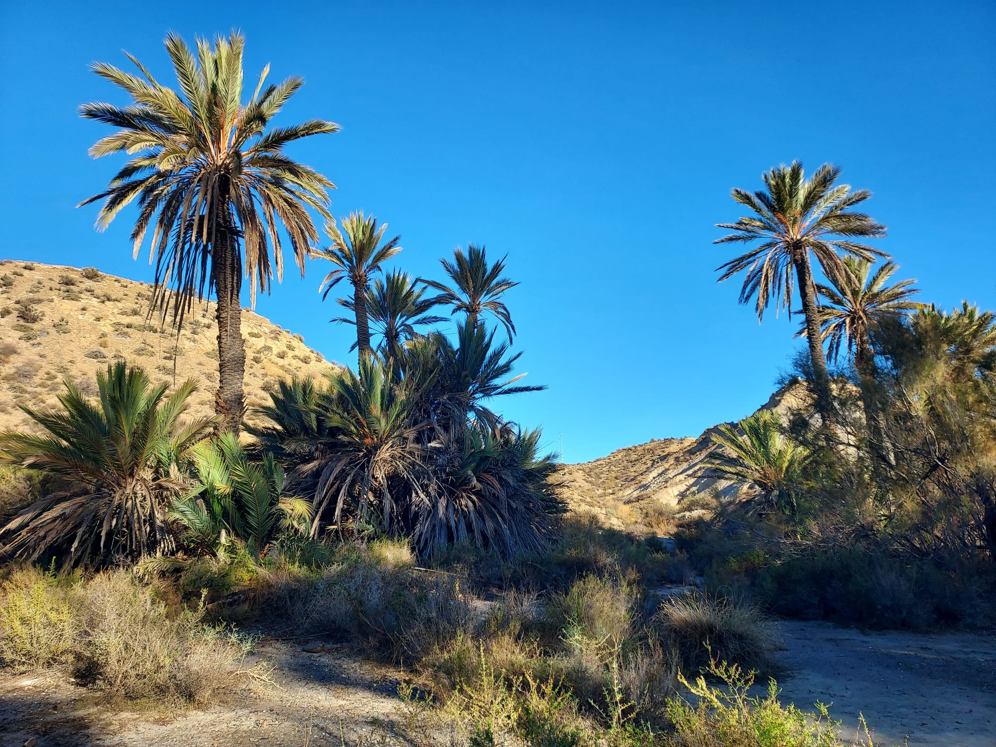 El inhóspito Desierto de Tabernas