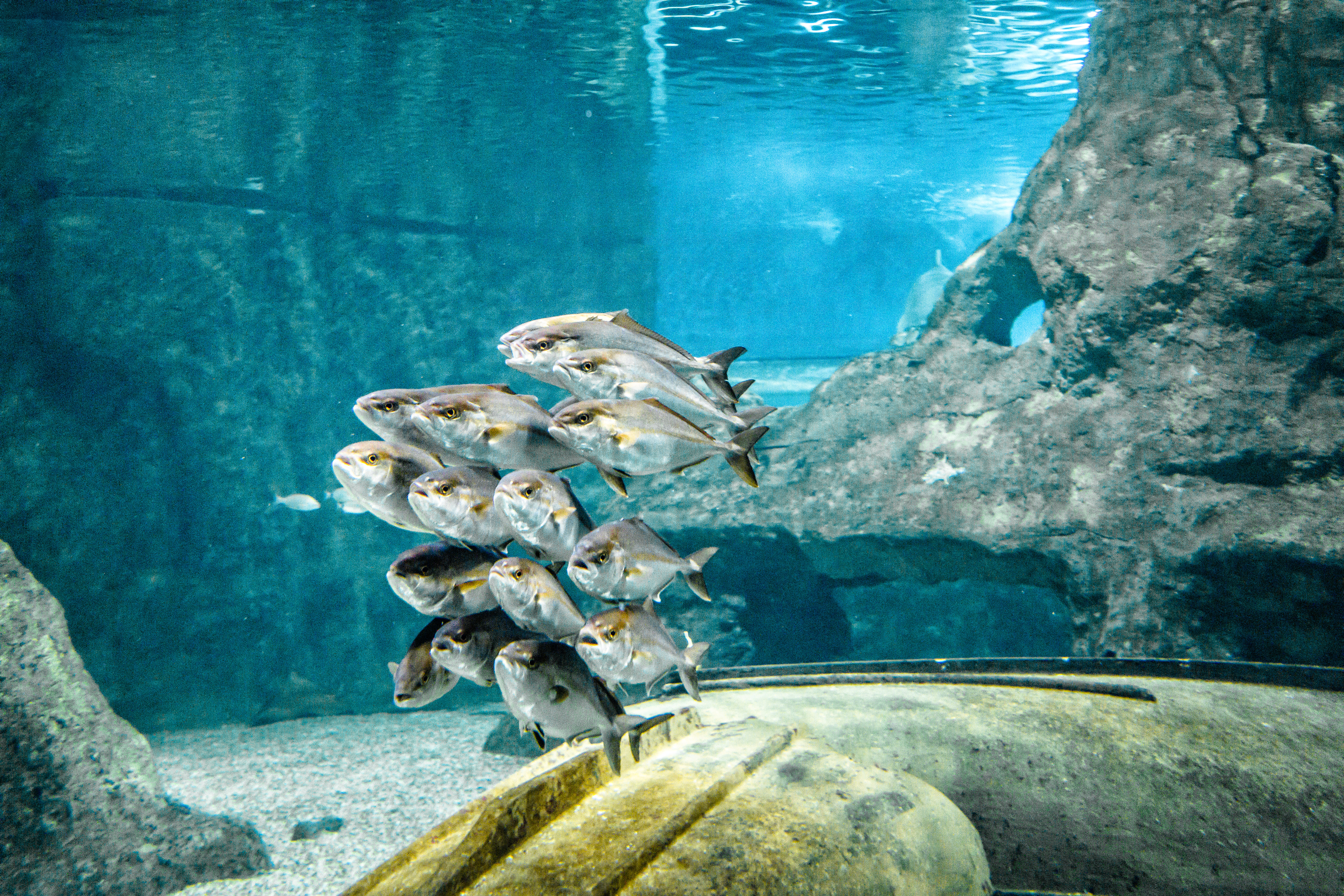 Image of Tickets for the Roquetas de Mar Aquarium