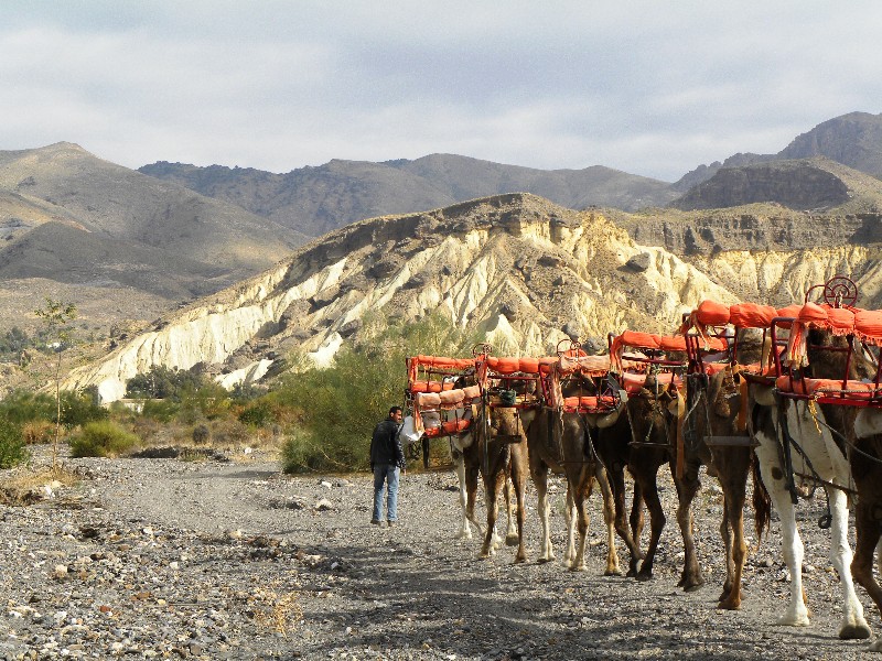 Image of Camel ride